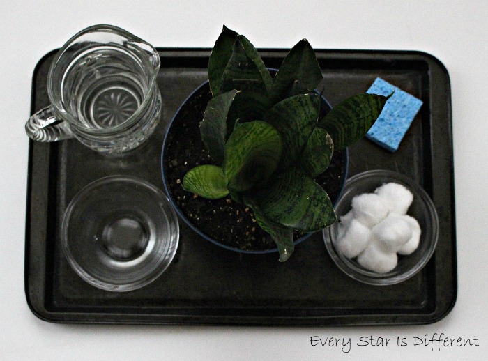 Montessoriinspired Plant Activities with Free Printables Every Star