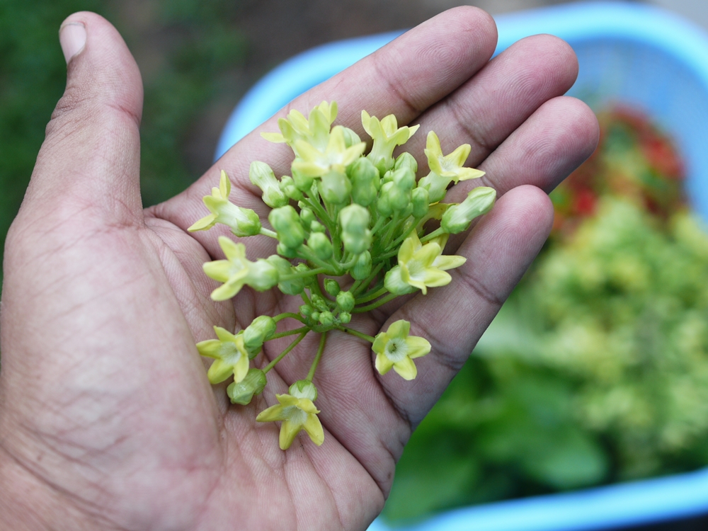 Grow Your Own Tuaian Hari Ini Bunga Tonkin Jasmine