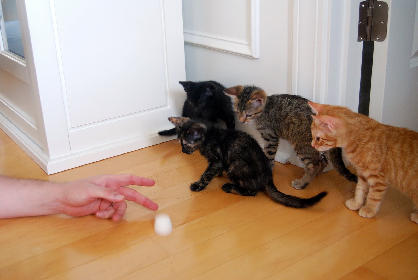 AbbiKat and AlleyKats Kittens at Play