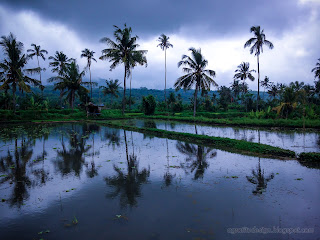Stretch Of Watering Rice Fields Scenery In The Cloudy Atmosphere At Banjar Kuwum, Ringdikit Village, North Bali, Indonesia