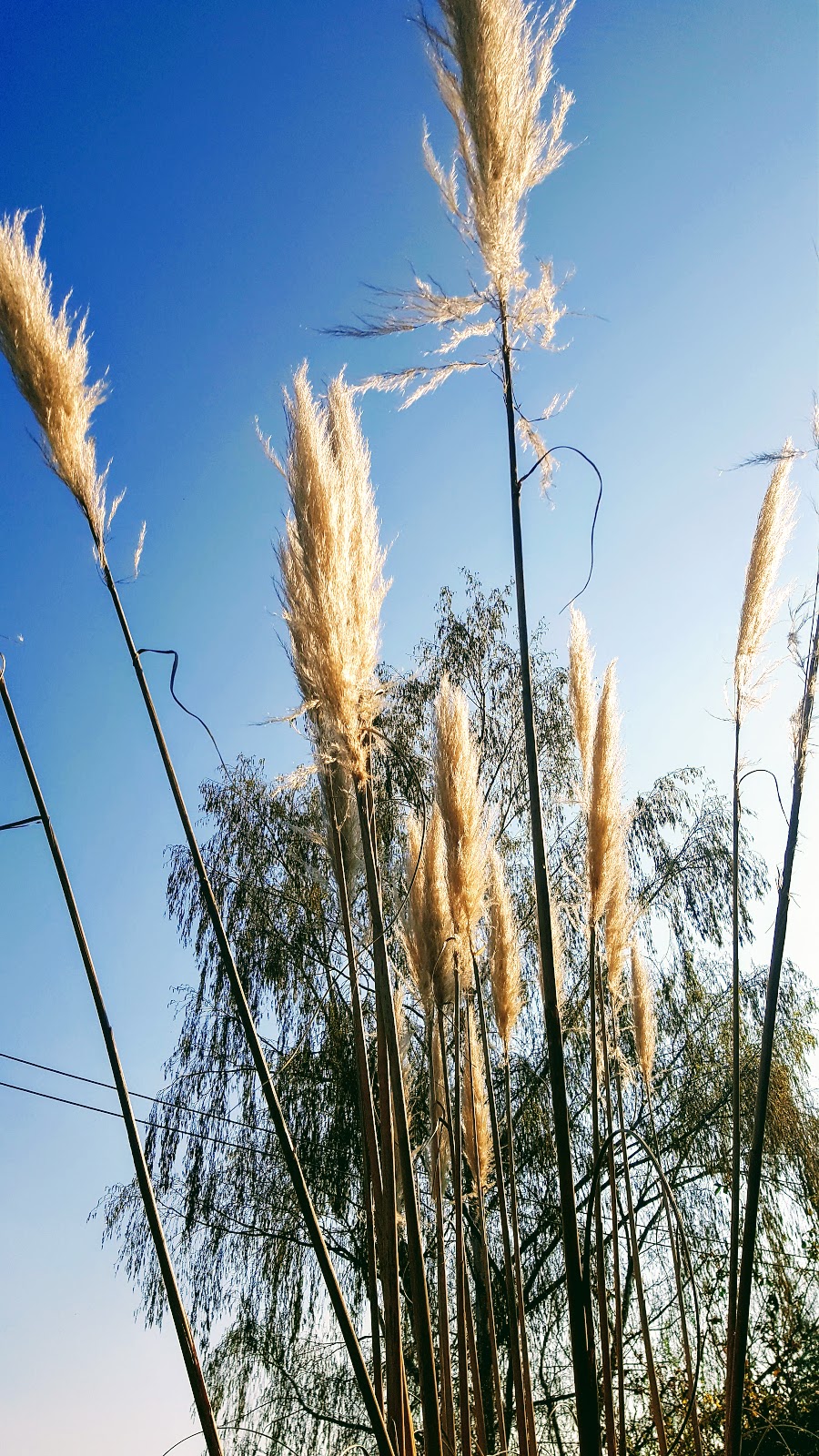 The Wordless or not so Wordless Wednesday Blog Hop.