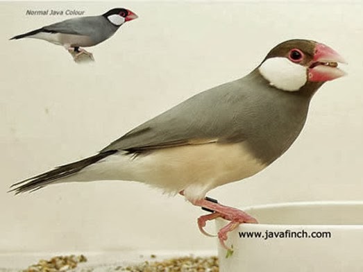 Le padda de java - Mutation et Génétique