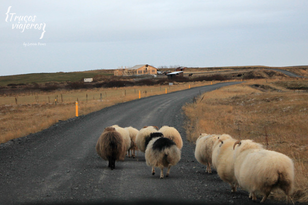 ovejas en una carretera cerca de Urridafoss