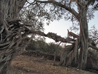 Banyan trees near Ranthambore tiger sanctuary entrance