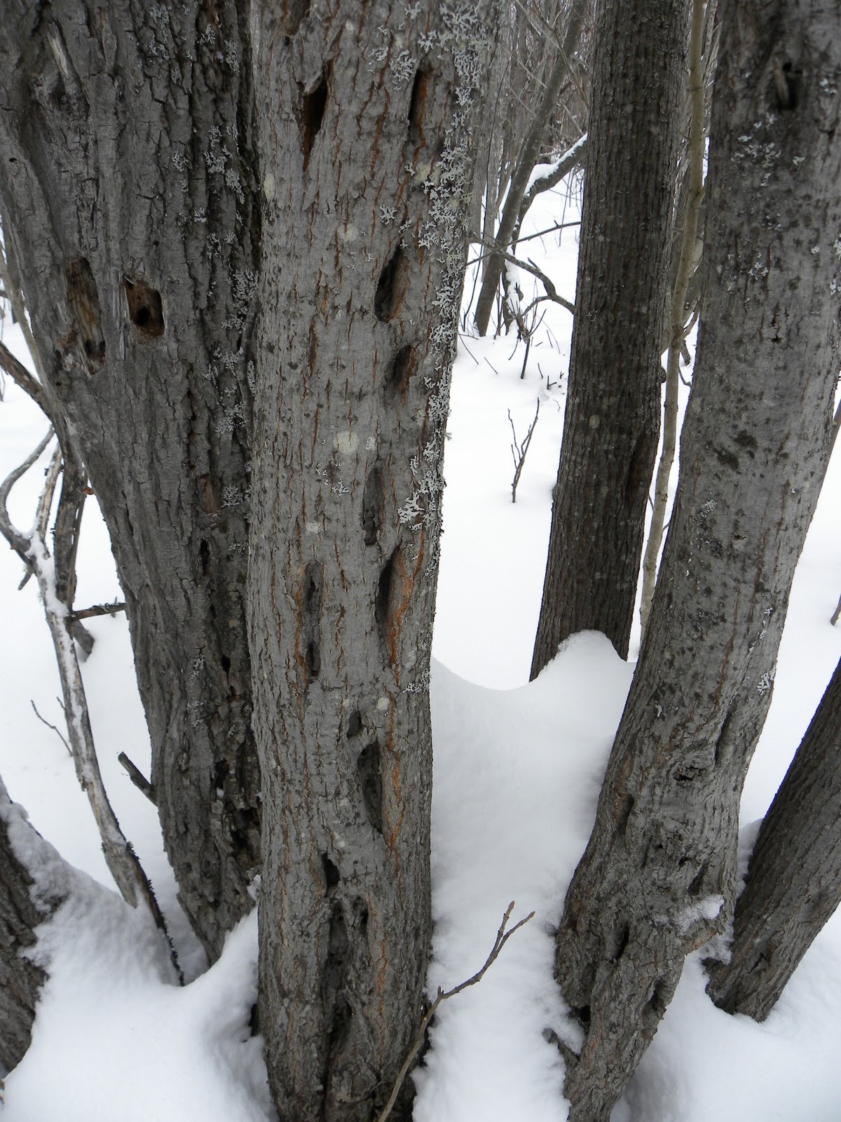 BYTES Craft Treasures Diamond Willow