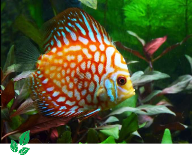 Jenis Ikan Discus Jenis Ikan Discus