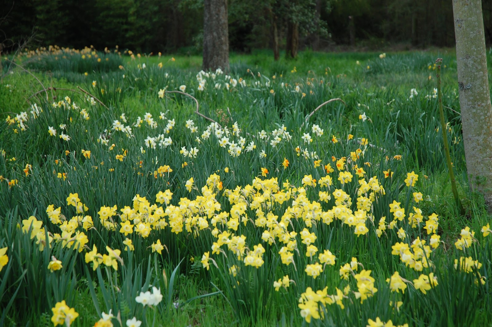 Blooming Where I am Planted! Daffodils Mt.Pleasant, Texas
