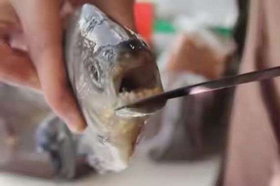 b Terrified fishermen catch fish with human teeth which can rip off testicles in one bite