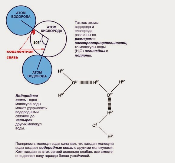 Атом кислорода. Объем атома. Число атомов всех химических элементов в молекуле азотной кислоты. Состав человеческого тела. Вес молекулы водорода.