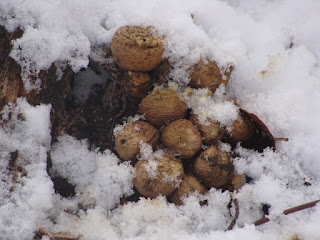 Lycoperdon pyriforme DSC72397