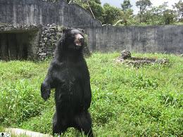 Oso de Anteojos "Tino"