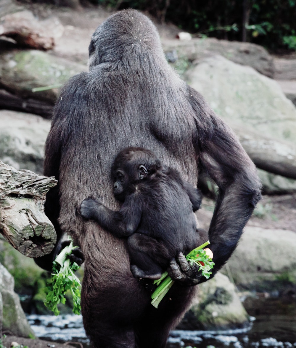 gorilla images