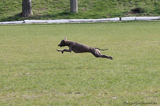 ABIGAIL Pustynny Wiatr Italian Greyhound