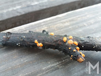 Gruzełek cynobrowy (Nectria cinnabarina)