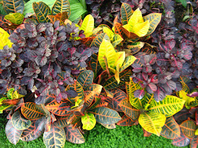 Allan Gardens Conservatory Spring Flower Show 2012 variegated croton and purple iresine by garden muses: a Toronto gardening blog