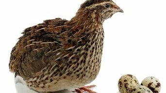 Daftar Harga Burung Puyuh Hari Ini Januari 2020