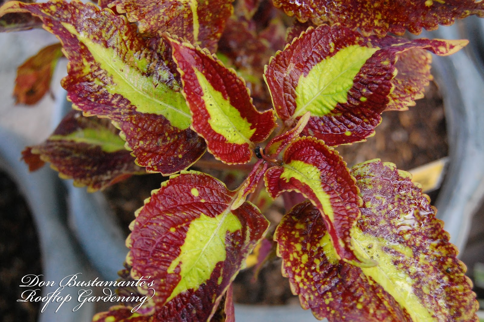 Don Bustamante&rsquo;s Rooftop Garden: Coleus [Crimson Gold]