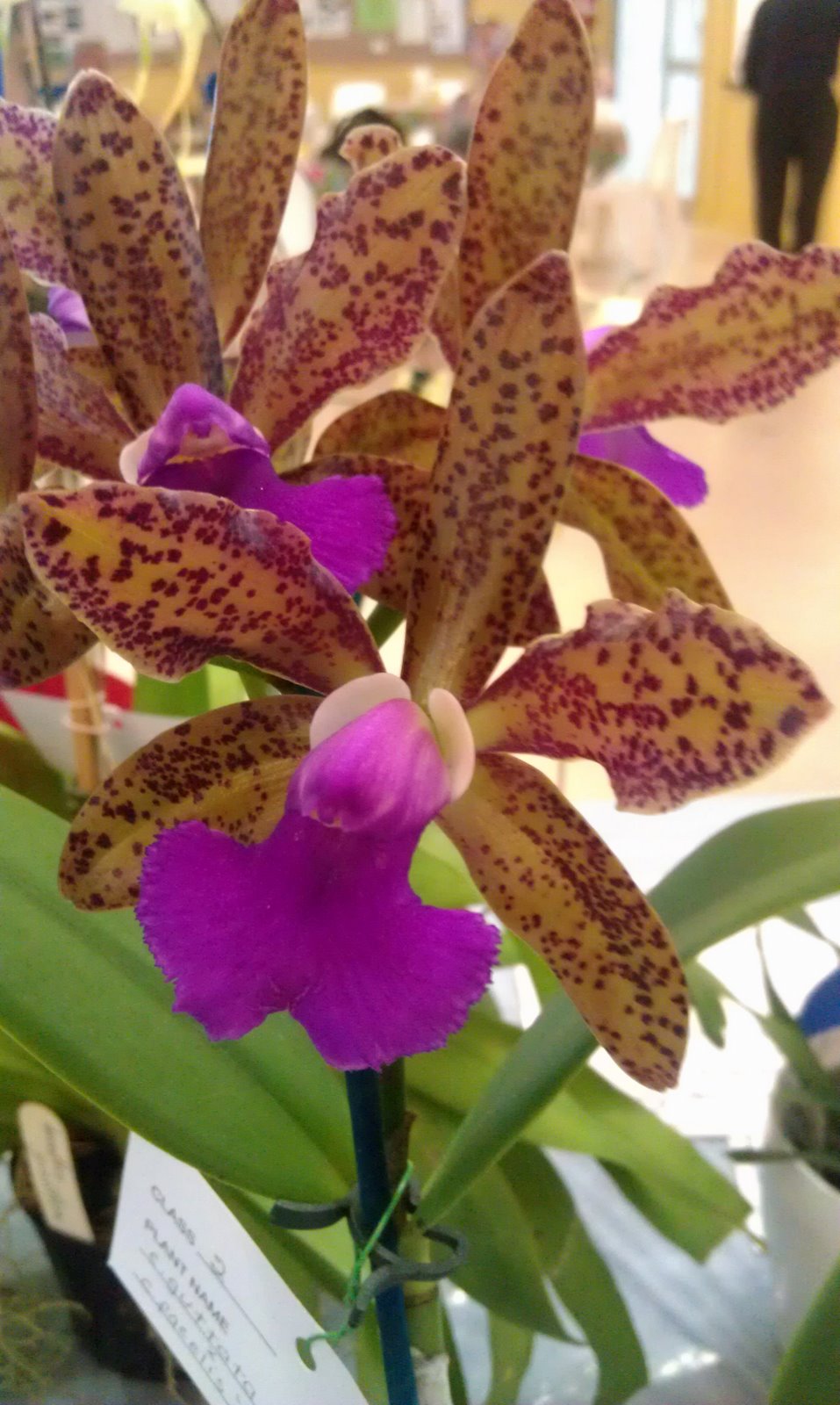 Plant Photography Cattleya guattata x Cattleya gracelis Hybrid Orchid