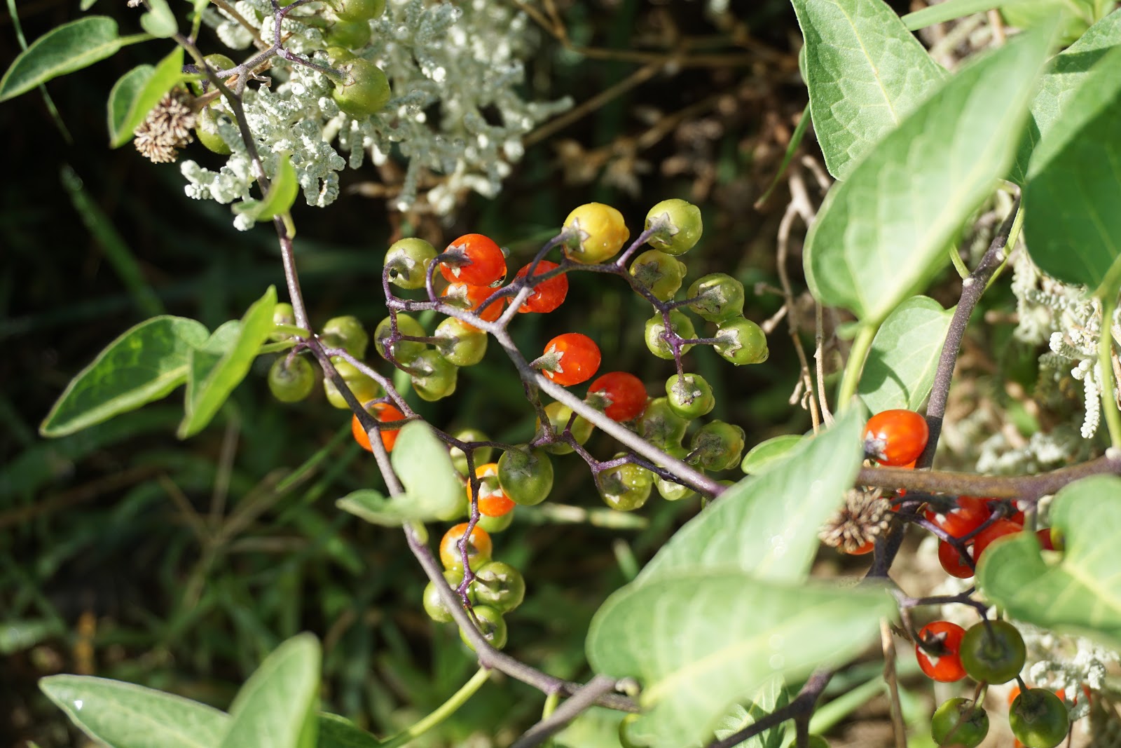 Plantas de Huerta Otea, Salamanca Hierba mora, tomatillo del diablo