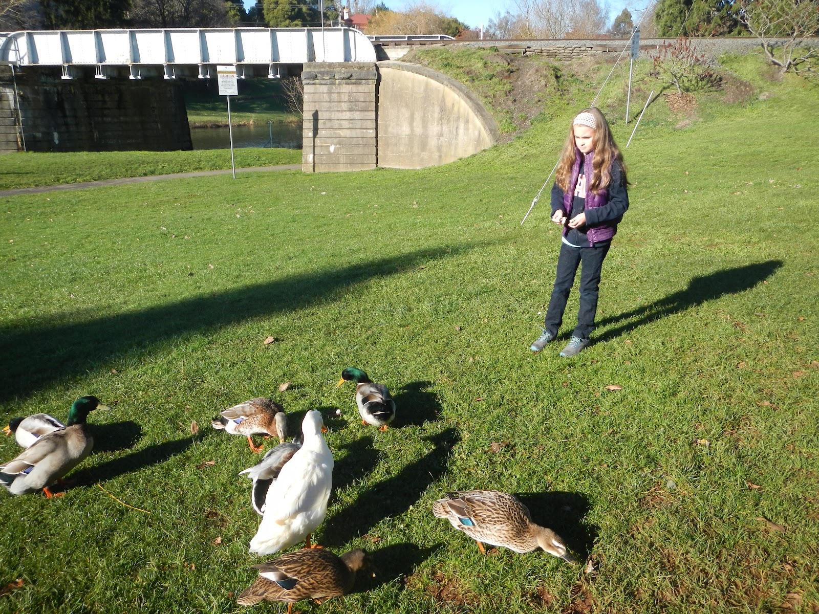 Pages and Pages Feeding the ducks at the park