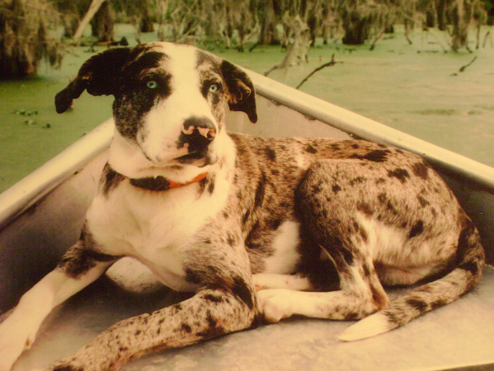 Blood Trail Dogs Blood Trail Dog Training Rules Of the Game 2016