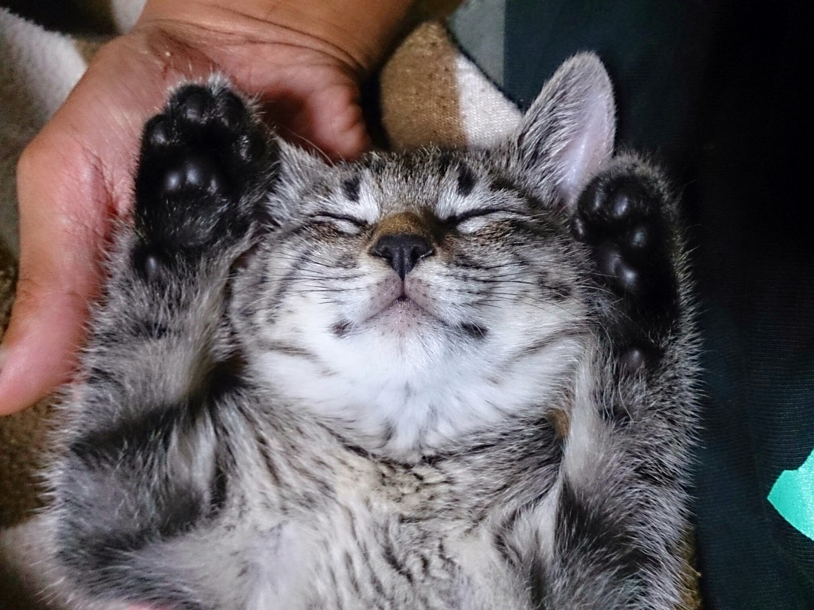 子猫の寝顔 - The sleeping face of the baby cat 