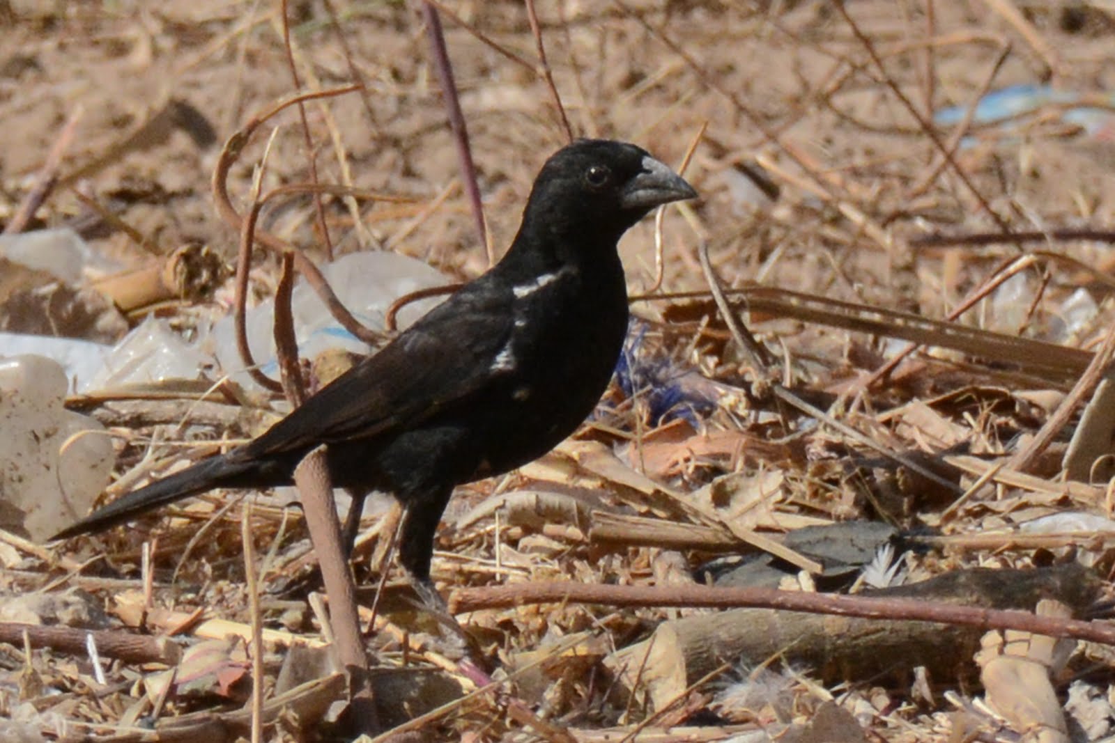 Les Oiseaux De Marie Senegal Fin