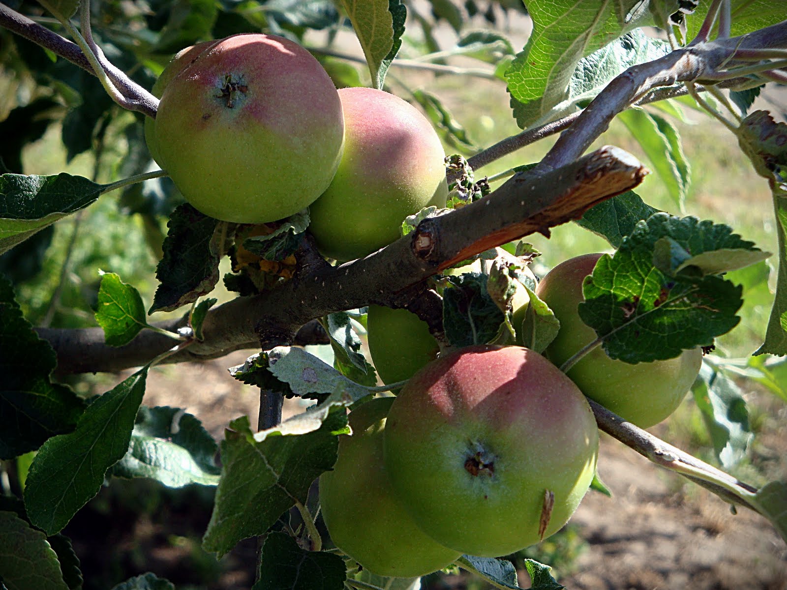 Kaitlyn Cooks: Rogue Valley Produce and Basil Pesto - Without Pine Nuts