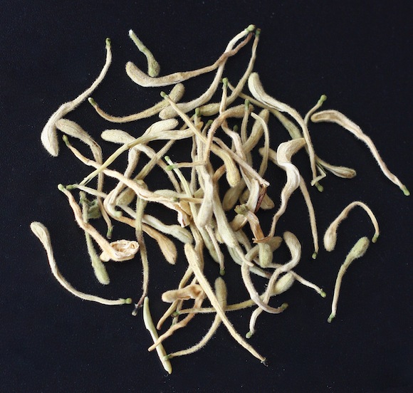 Japanese Honeysuckle tea used in Chinese herbal medicine