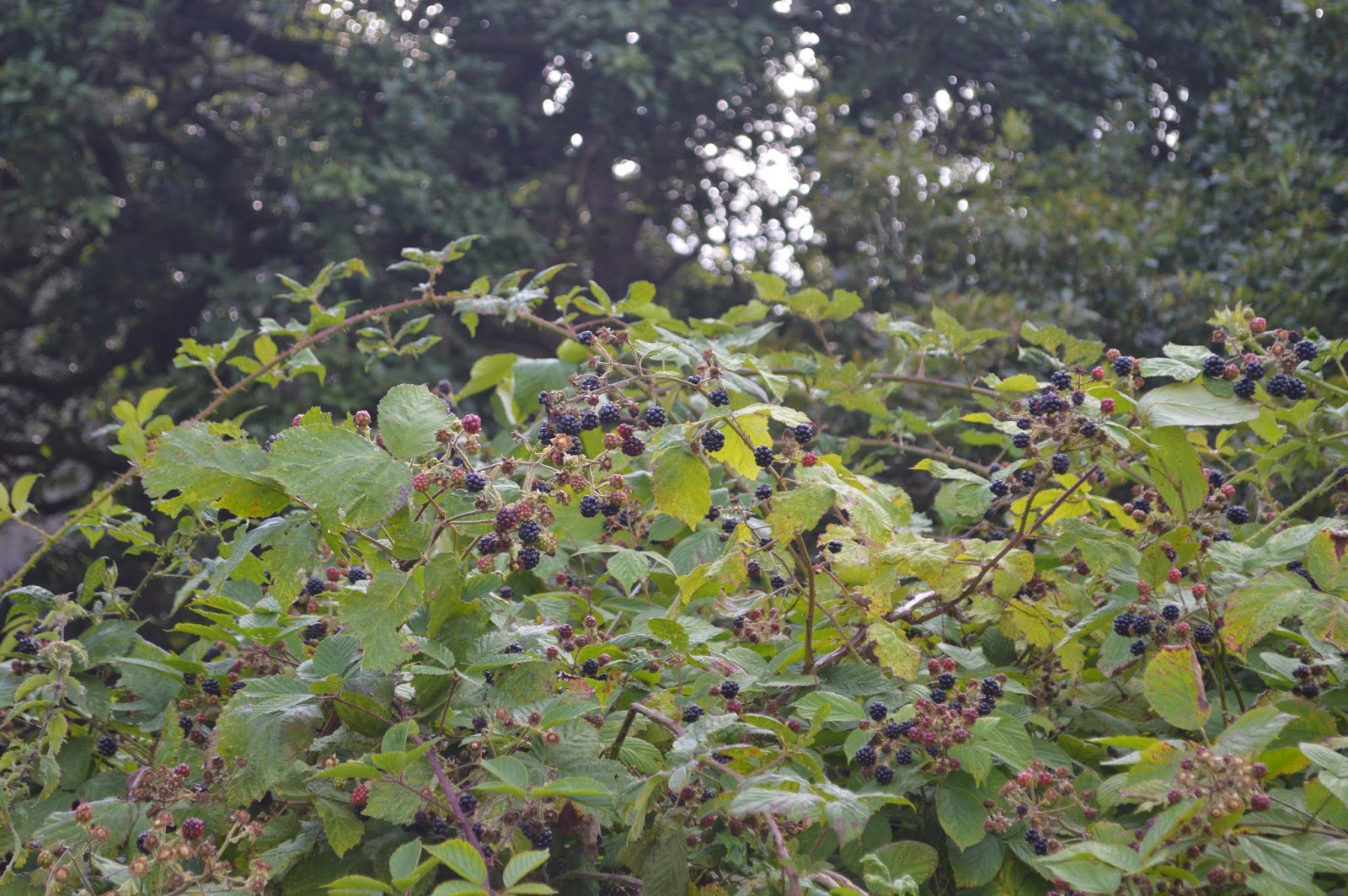 , Blackberry Picking, Crumble and Pie