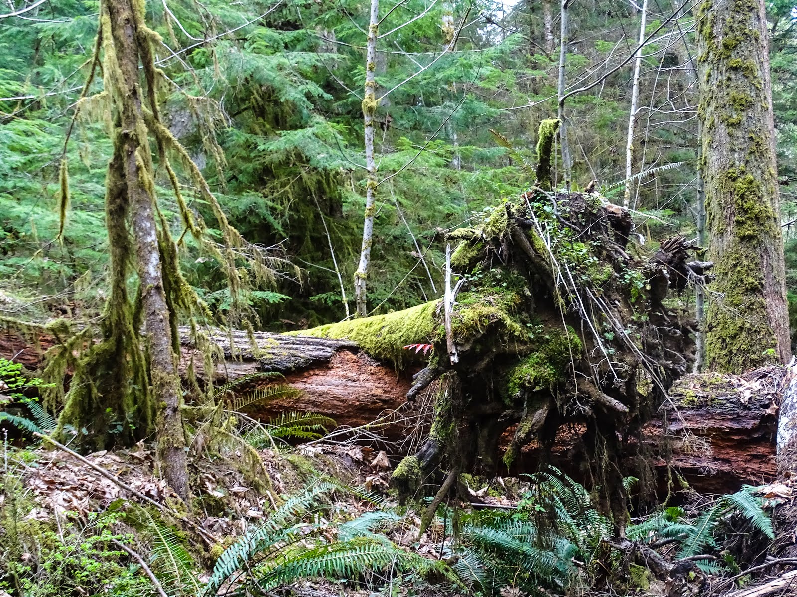 Walking Arizona Rain Forest Floor