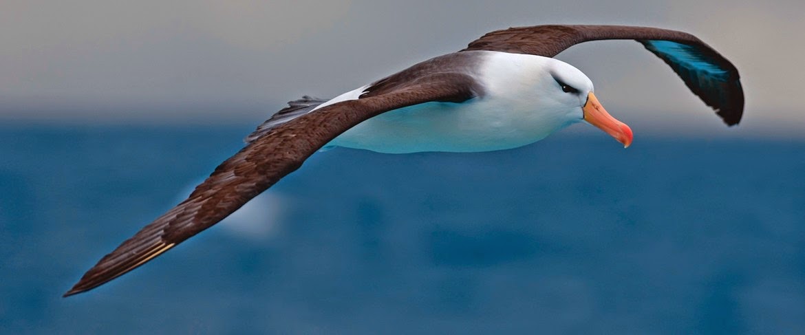 Wandering Albatross Bird With Largest Wingspan India GK Current wandering-albatross-bird-with-largest-wingspan-india-gk-current