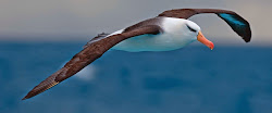 albatross bird wandering wingspan largest flying average facts some