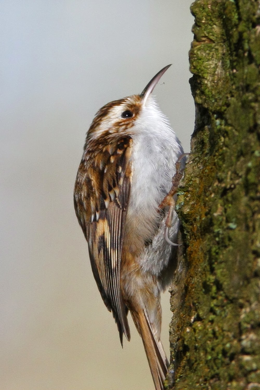 Species of UK Week 60 Treecreeper ('Certhia familiaris')