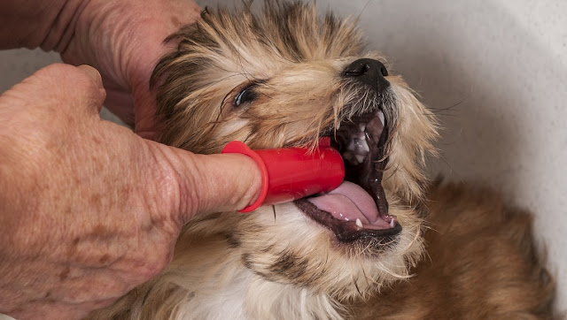 Como escovar os dentes do shih tzu