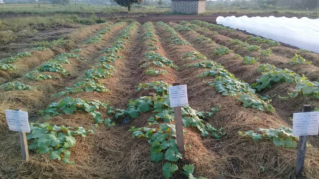 USE OF NATURAL MULCH A SINGULAR POINTER TO SUCCESS IN DRY SEASON