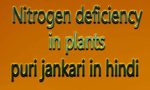 nitrogen-deficiency-in-plants