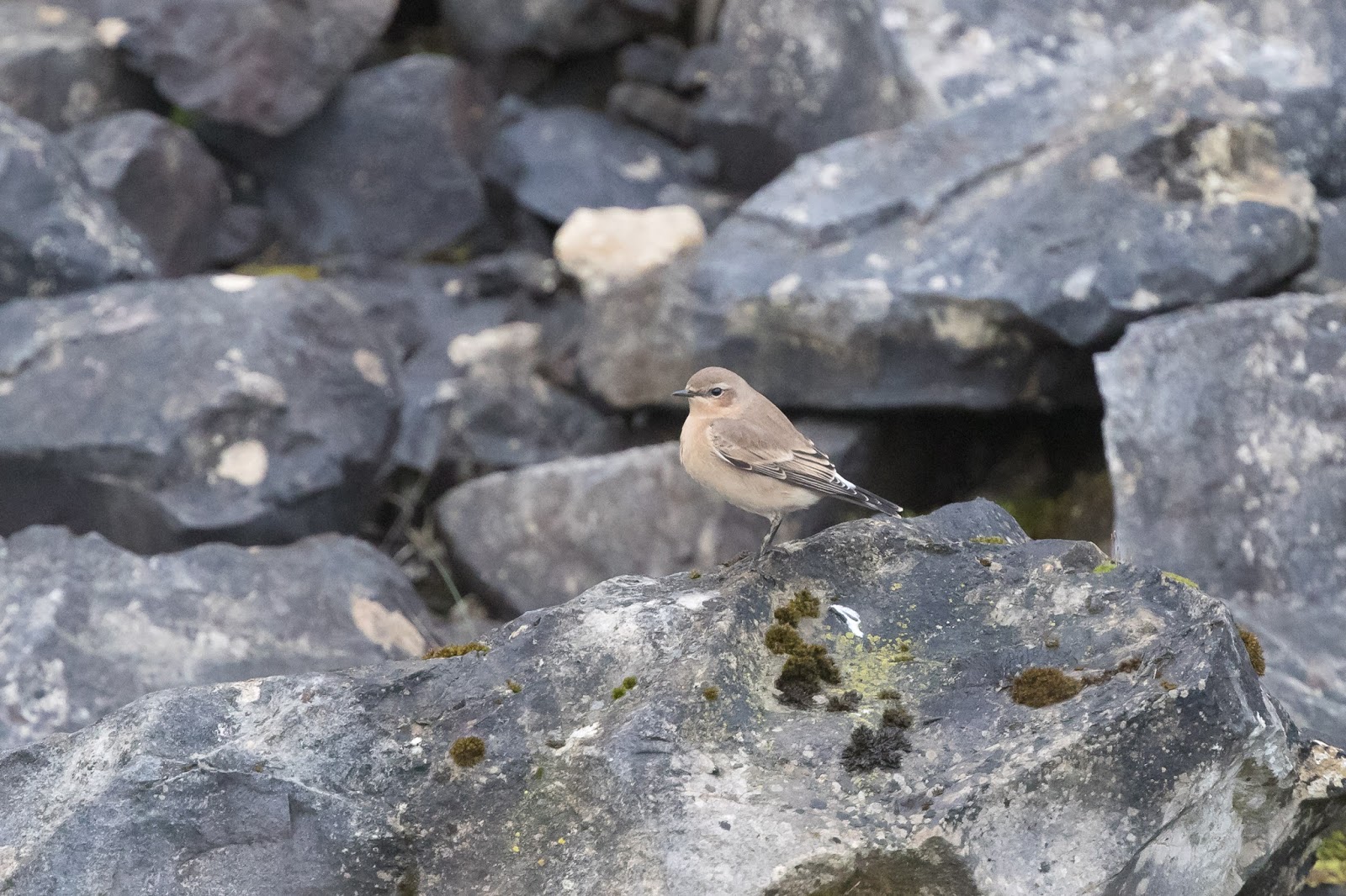 The Deskbound Birder Rock Thrush Pwll du Quarry, Abergavenny, Gwent 20th October