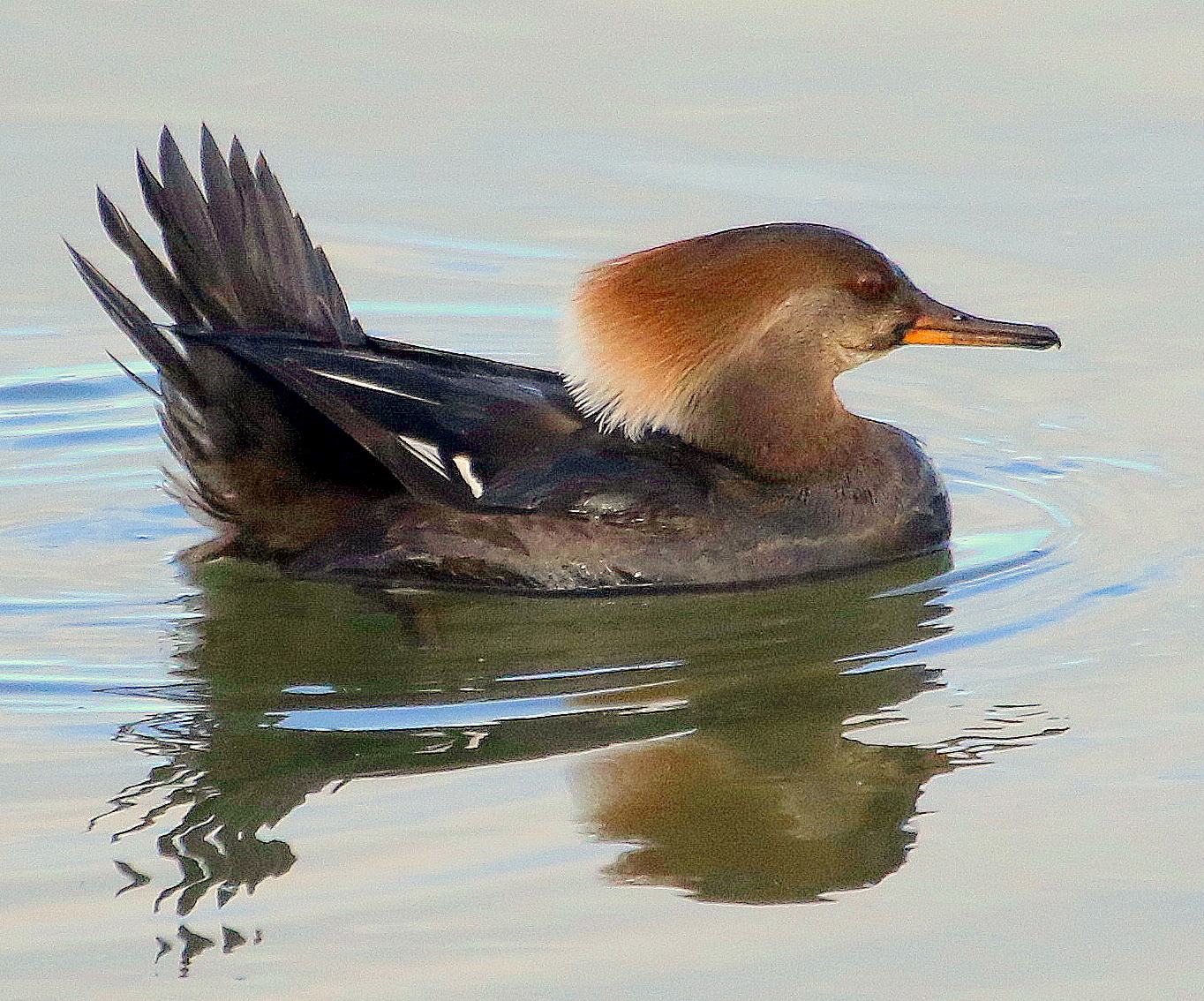 BARRY the BIRDER Hooded Mergansers last week Fraser, British Columbia