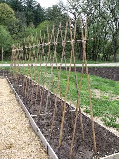 Best Place To Buy Trellis the best trellis designs organic gardening my favorite Best Place To Buy Trellis the best trellis designs organic gardening my favorite