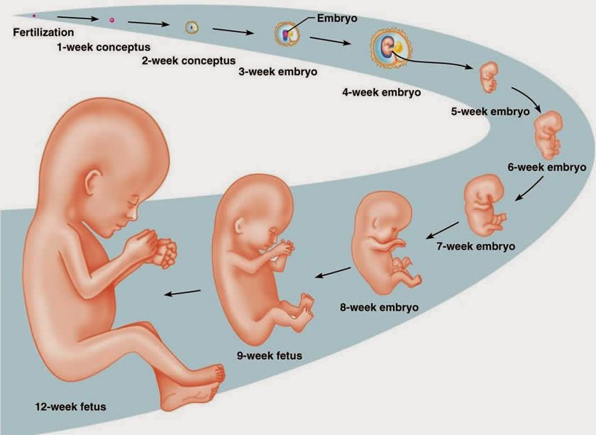  Pengertian Proses Terbentuknya Embrio   Sains 