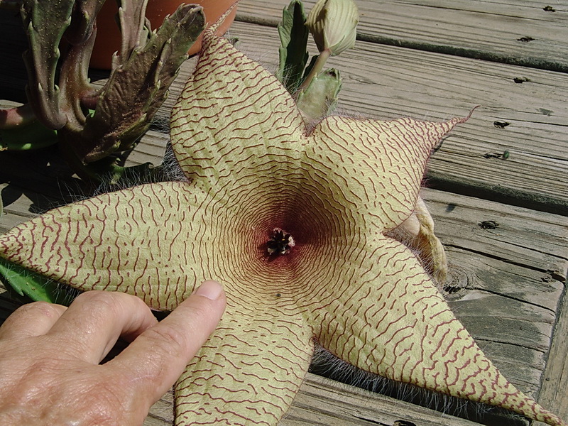 Cactus Hill Adventures Big Smelly Succulent Flowers