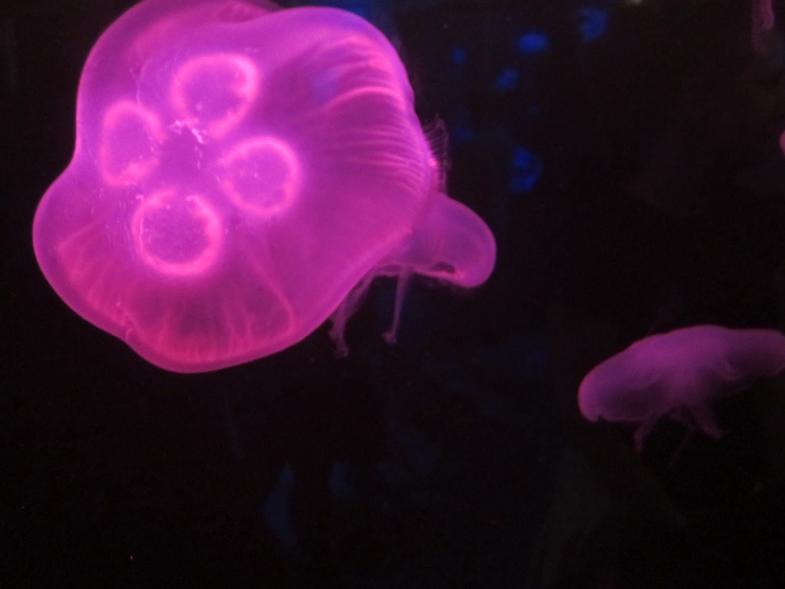 The Myth of Home Mystic Aquarium