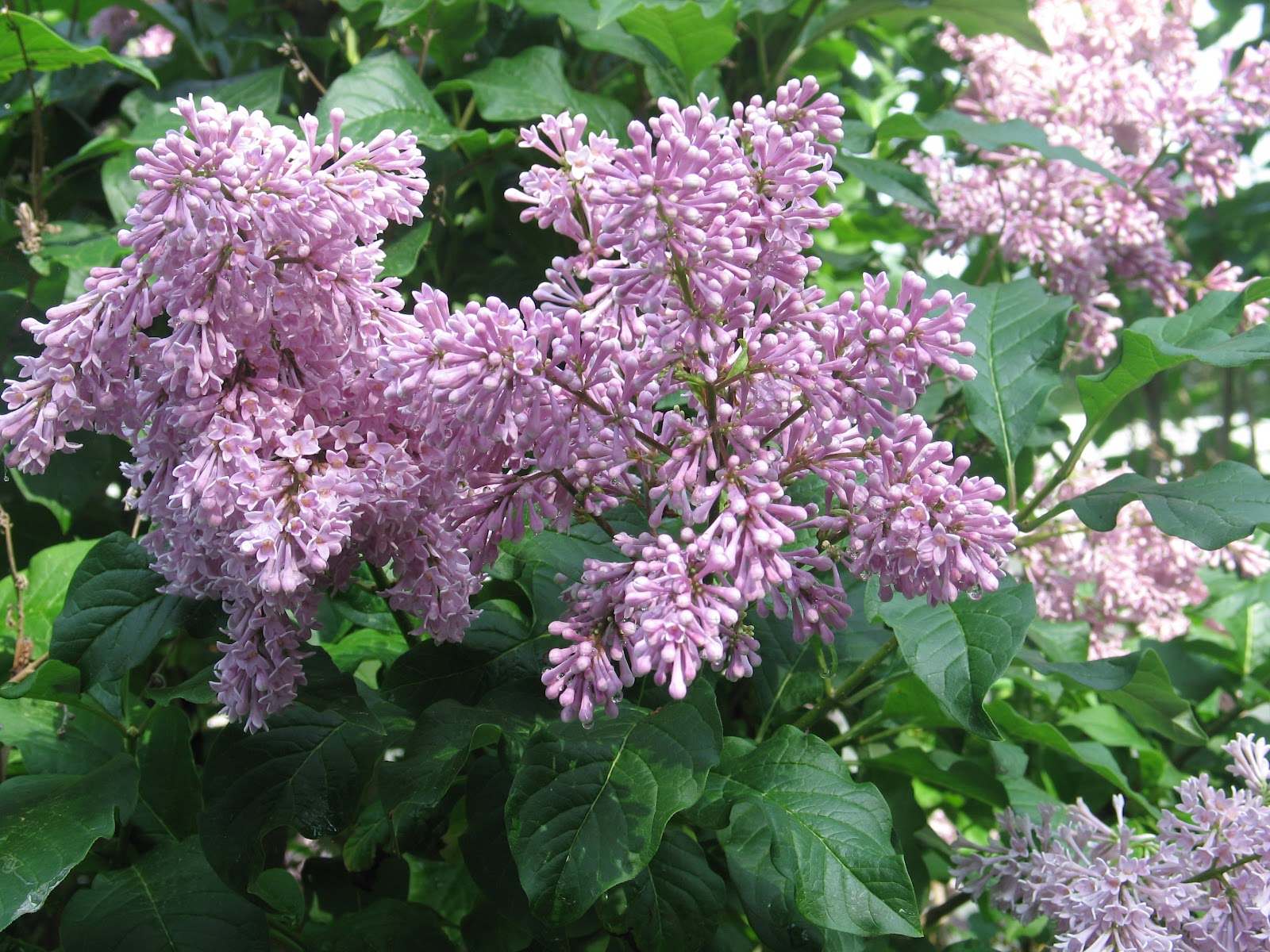Sherry�s Place Lilac bush in full bloom