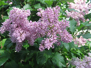 Sherry's Place: Lilac bush in full bloom