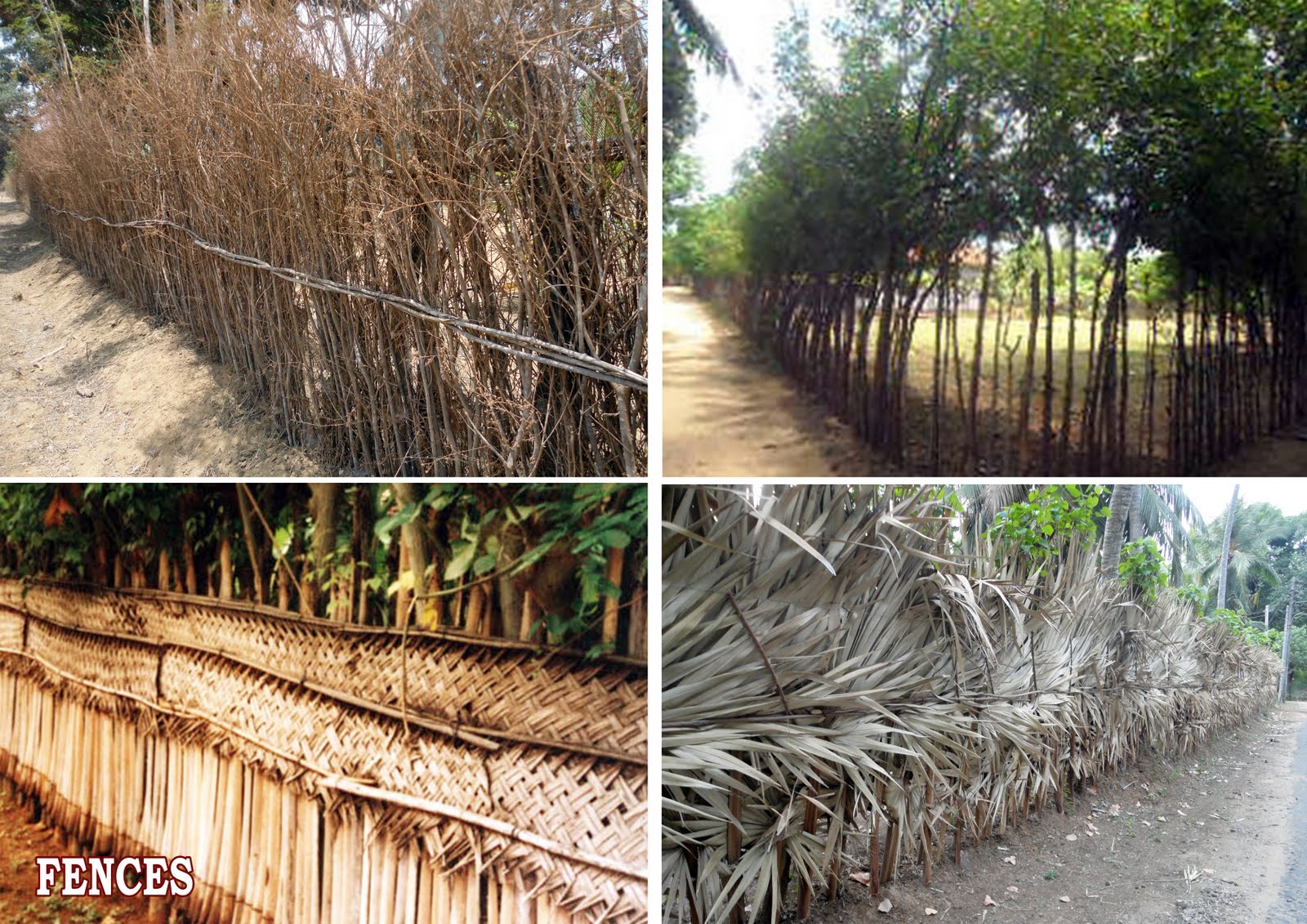 Passion Parade: Lifestyles of Jaffna ~ An Exhibition to Preserve Our  History and Heritage