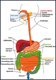 ALIMENTARY CANEL,DIGESTIVE TRACT, HUMAN DIGESTIVE SYSTEM
