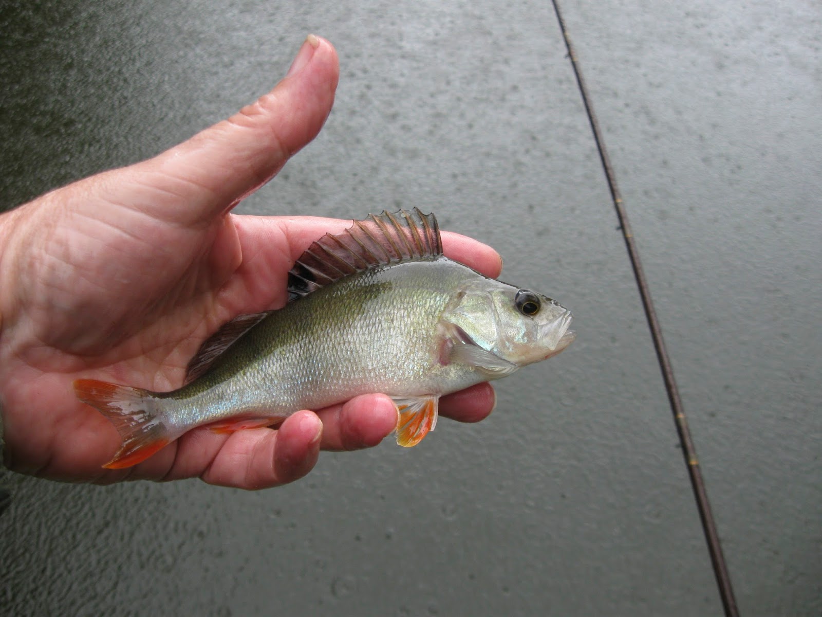 How to drown maggots I caught some perch!