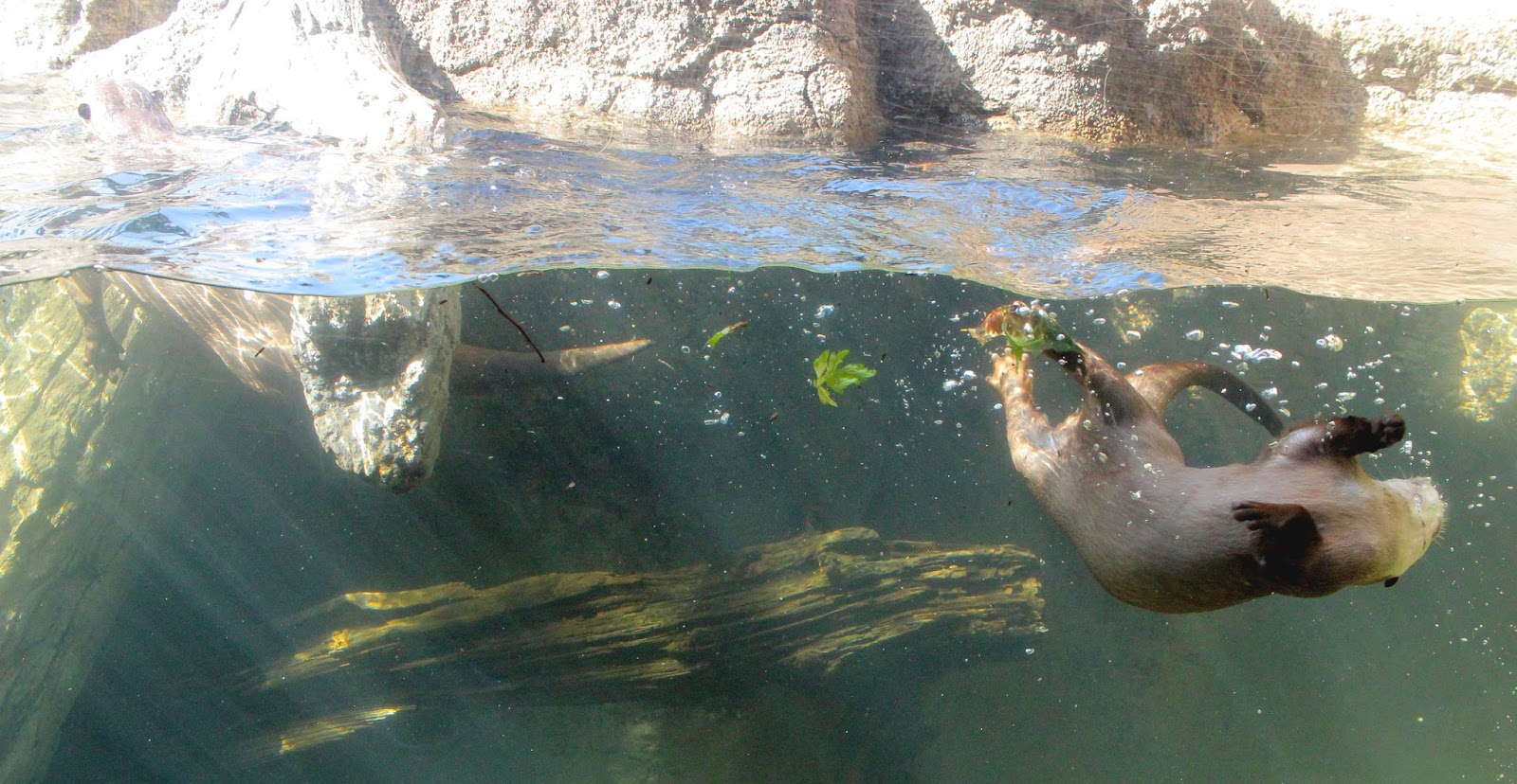 コツメカワウソが泳ぐ姿が可愛い 宇部市 ときわ動物園のカワウソたち N ミライノシテン