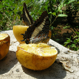 Zanzibar Butterfly Center